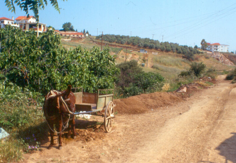 Sandmucken bruten in organisch zersetzendem Materiakl