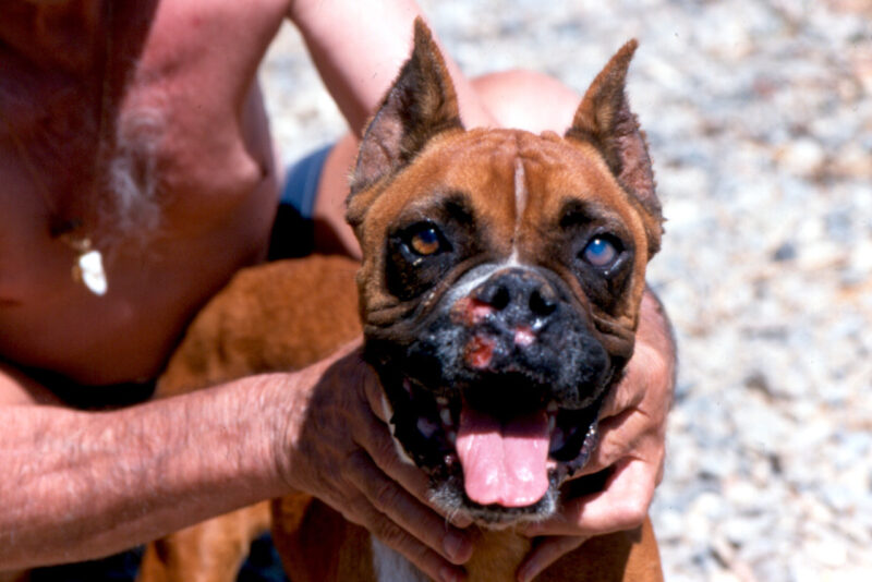 Leishmaniose infizierter Hund