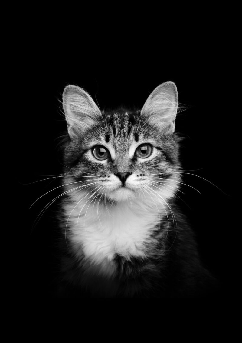CAT Portrait 2 Black BG