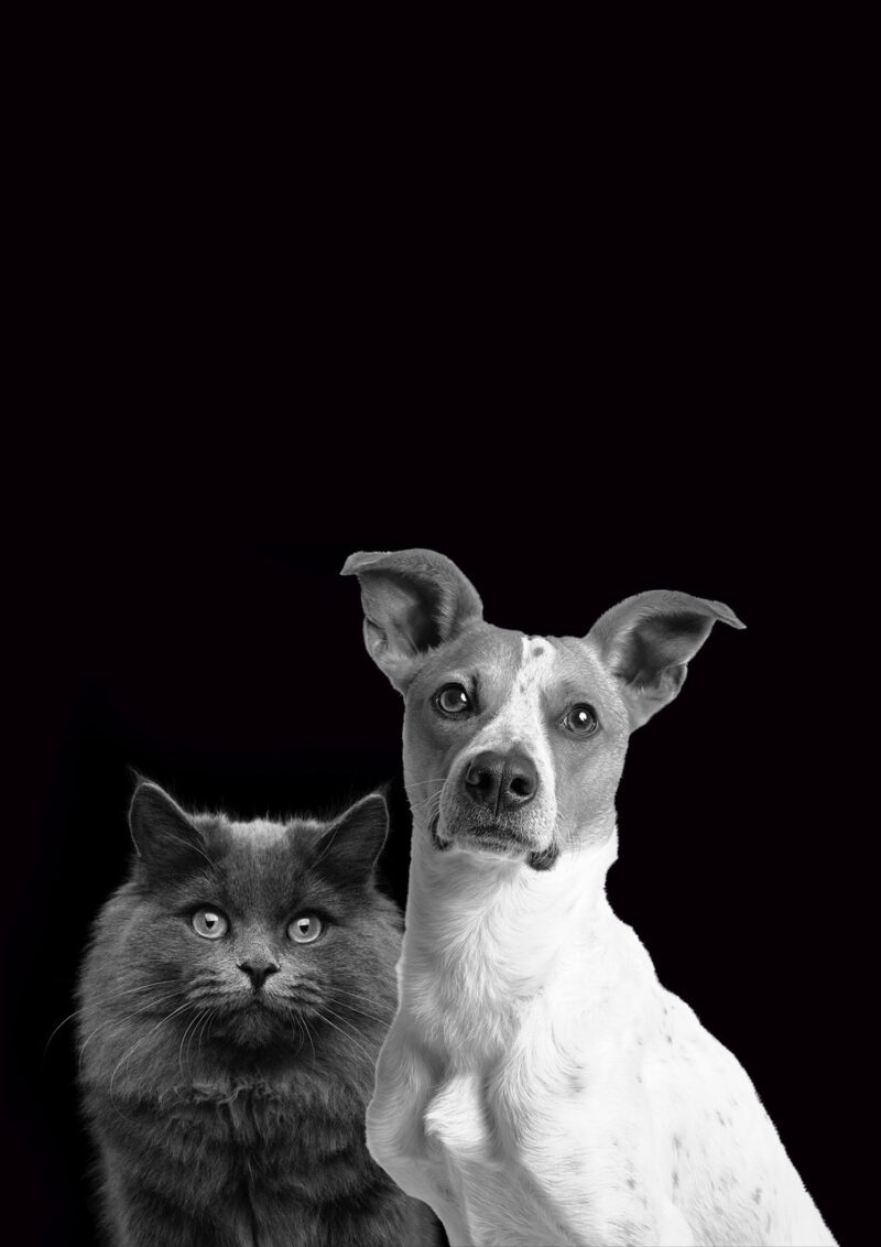 CAT DOG Jack Composing Black BG