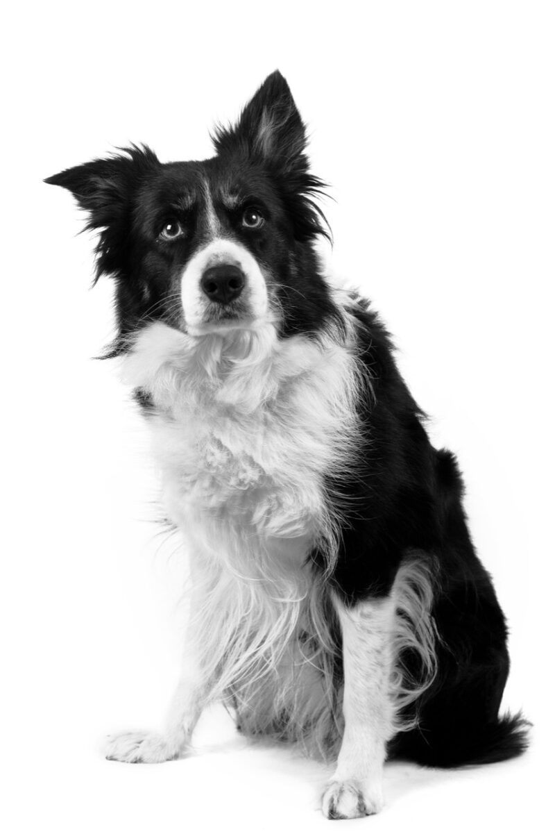 Border collie 37431072 grey