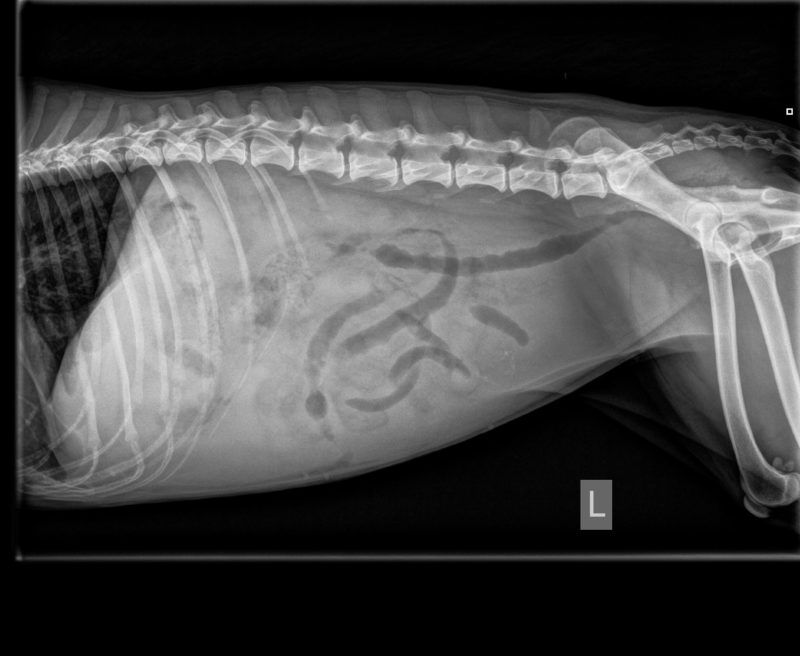 Scherm2 Abdomen Lateral