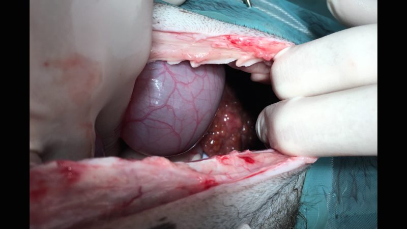 Scherm4 Probelap Leber Im Vordergrund Der Magen