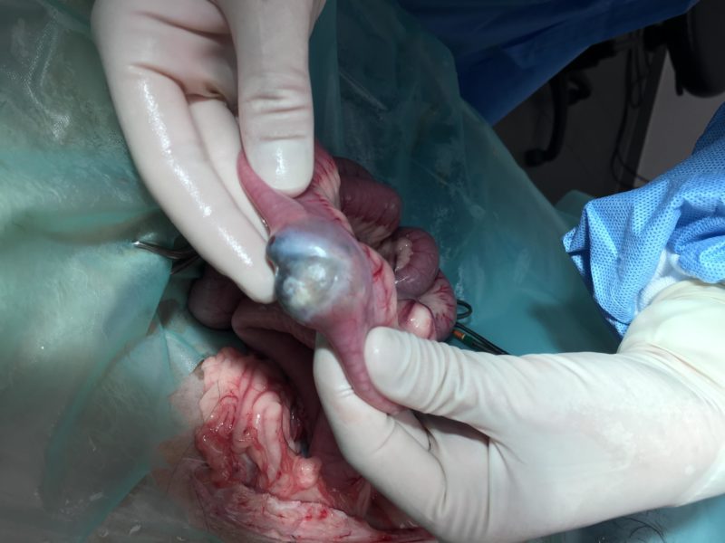 Scherm5 Probelap Uv Darm