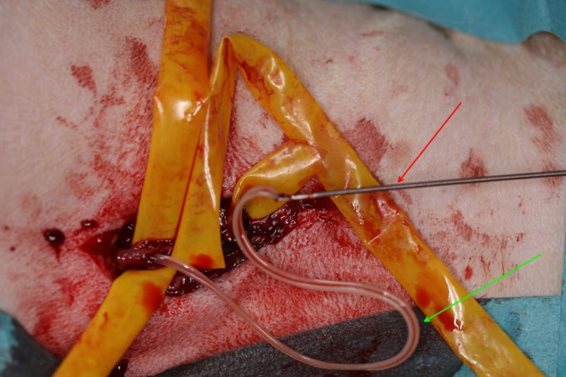 Quax3 Chirurgische Entfernung Der Wurmer Roter Pfeil Fremdkorperzange Gruner Pfeil Herzwurm