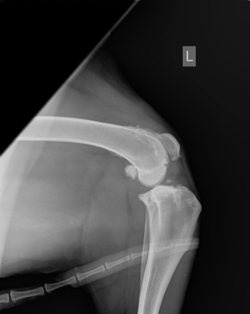 Rheker 1  Oppermann Lea Yyyymmdd 00 0000 0000