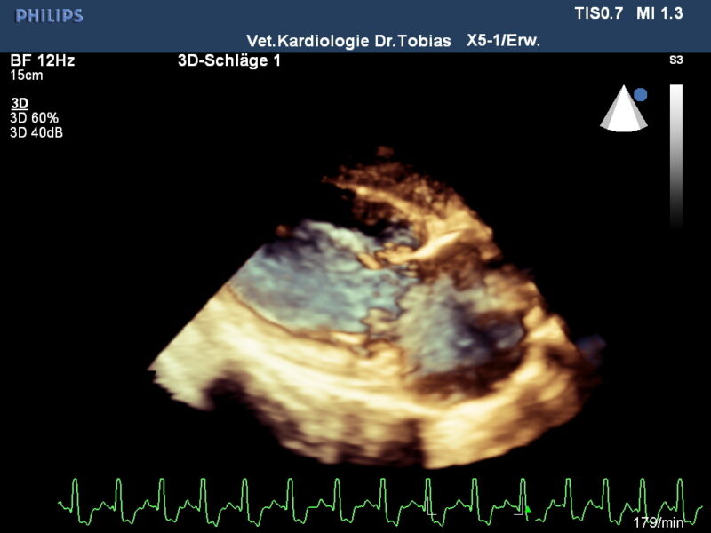 Abb 1 Bernhardiner 6 J DKM