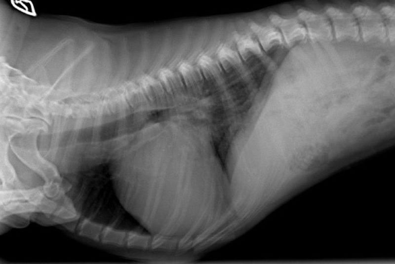 Alf Jene 2016 01 26 Ro1