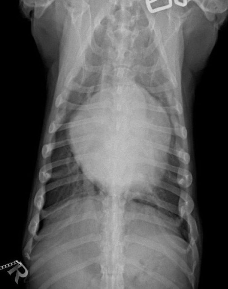 Alf Jene 2016 01 26 Ro2