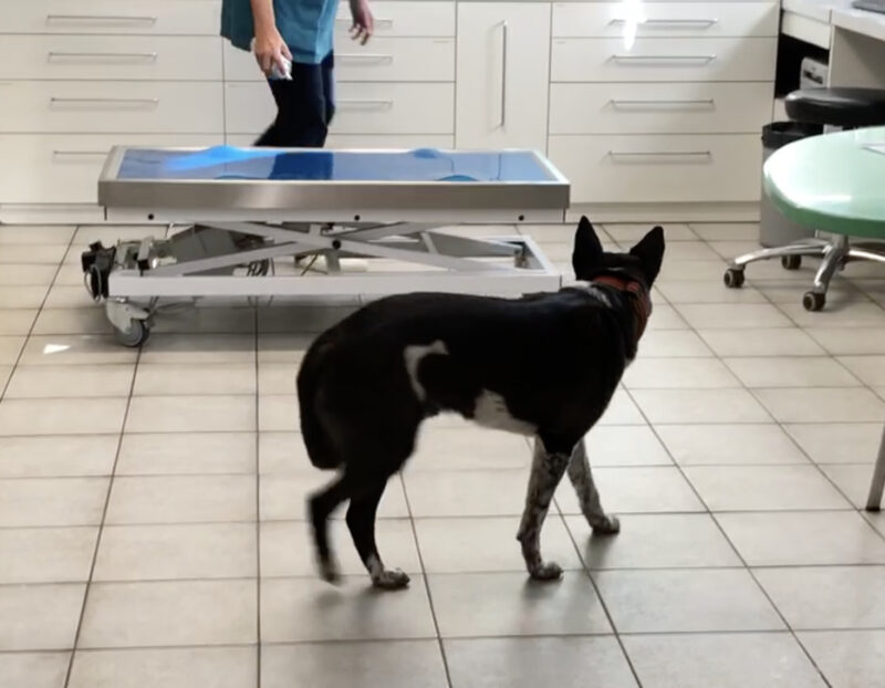 Abb. 5: Starkes Meideverhalten bei Stresslevel 4 – eine Untersuchung ist NICHT möglich.