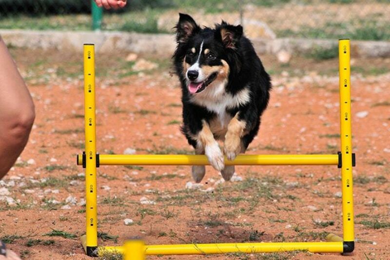 Camping Slatina Hund auf dem Campingplatz