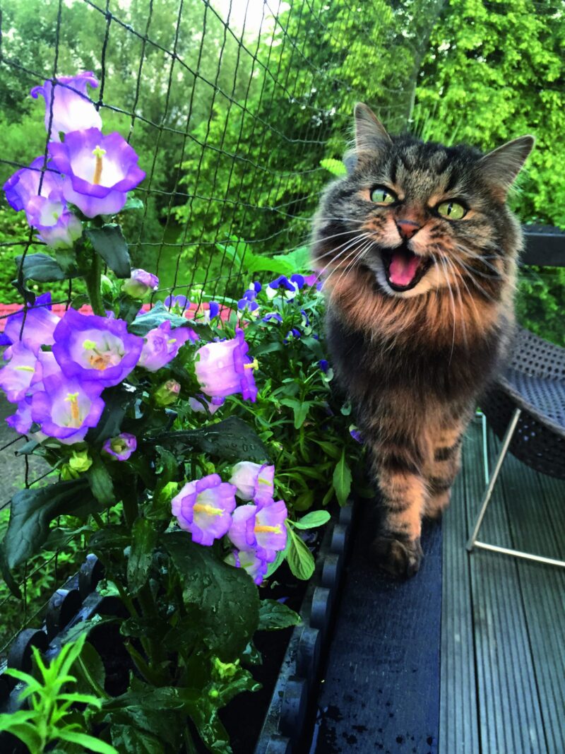 Dolly IMG 9489 screen scaled