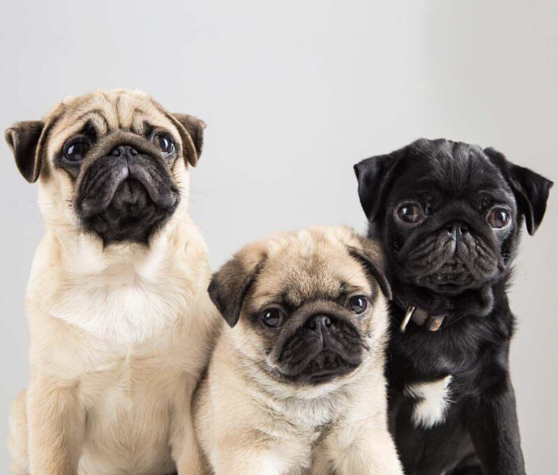 Einladung Schulung Qualzucht 2024 04 Seite 3 Bild 0001