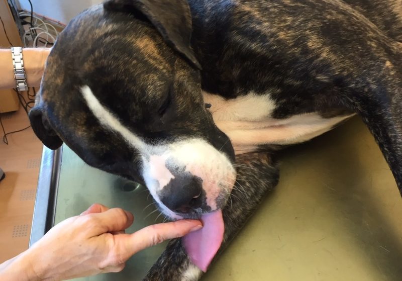 Gewohnung An Die Zahnpasta