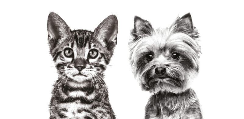 Head Royal Canin CATS 8