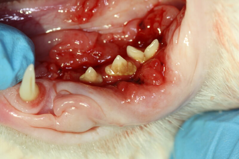 Hochgradige Entzuendung mit Roentgenbefund 1