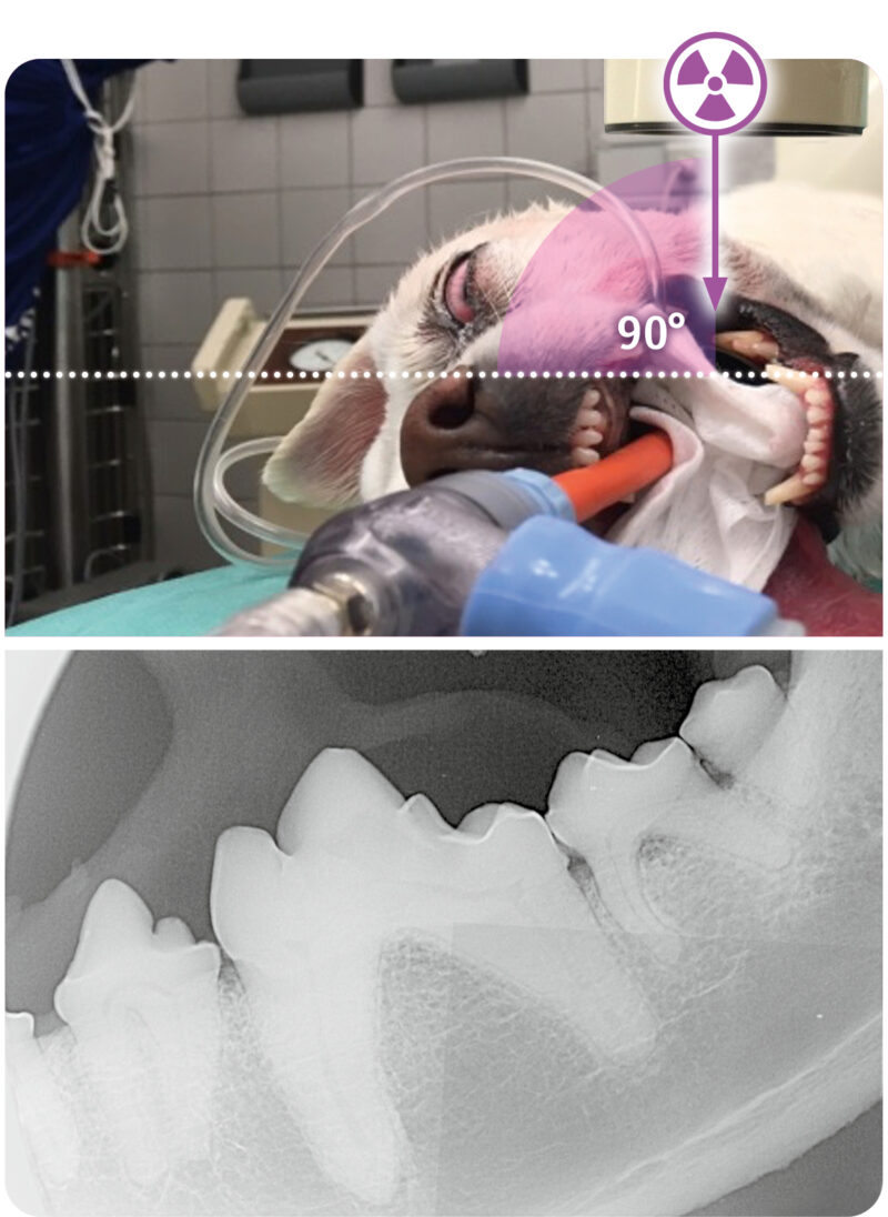 Intraorale Roent tech 1