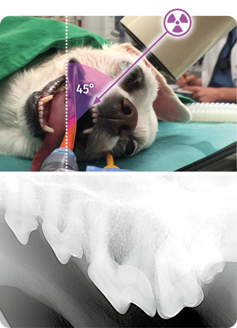 Intraorale Roent tech 2