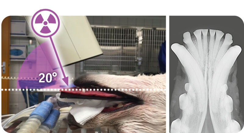 Intraorale Roent tech 4