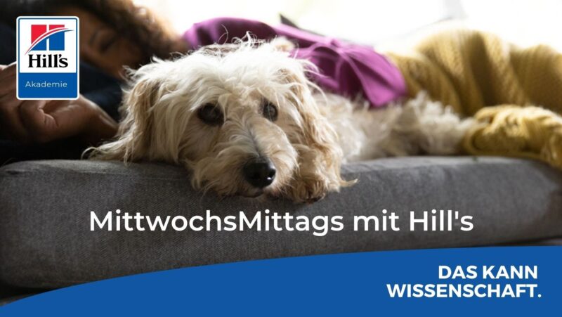 Mittwochs Mittag mit Hills