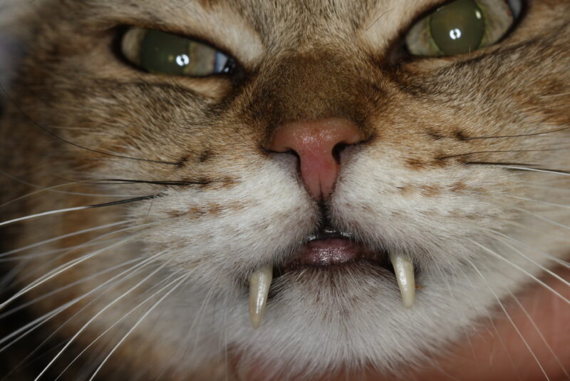 Parodontitis der Canini 2