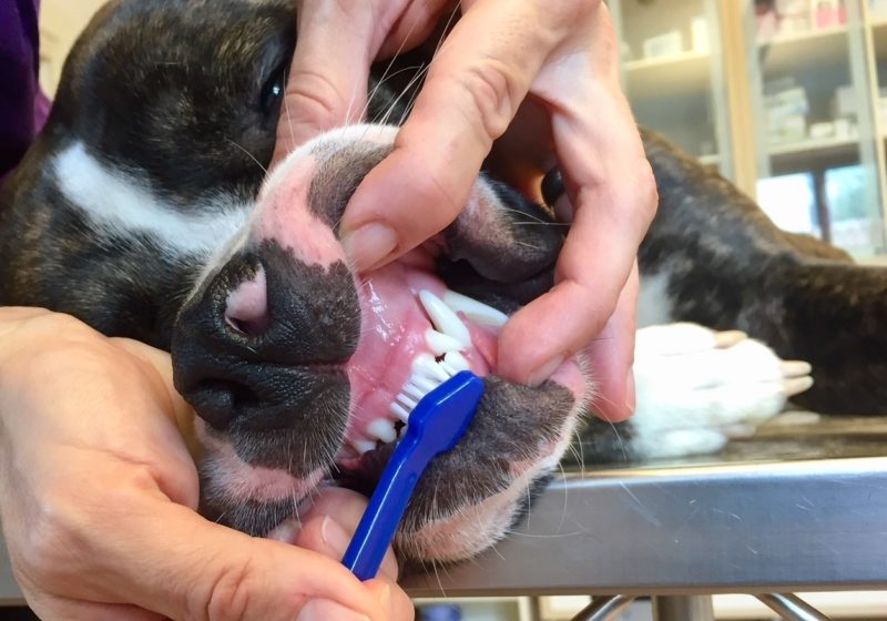 Putz1 Putzen Der Schneidezahne