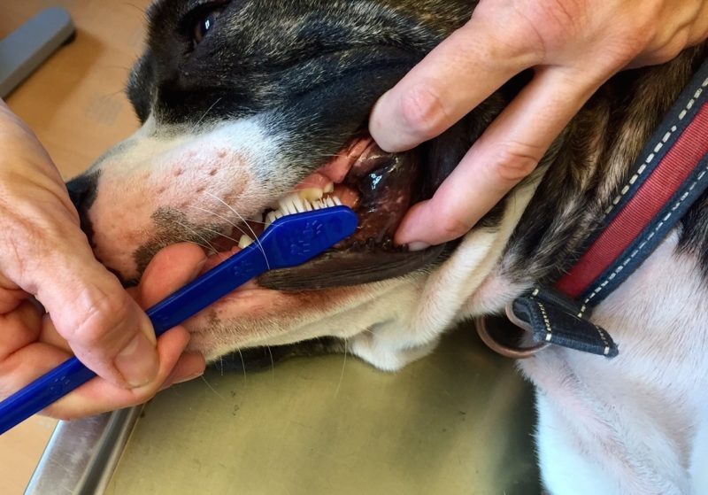 Putzen Der Backenzahne