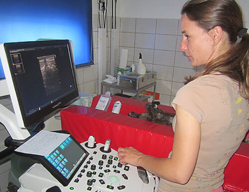 Ultrashall tierarzt praxis