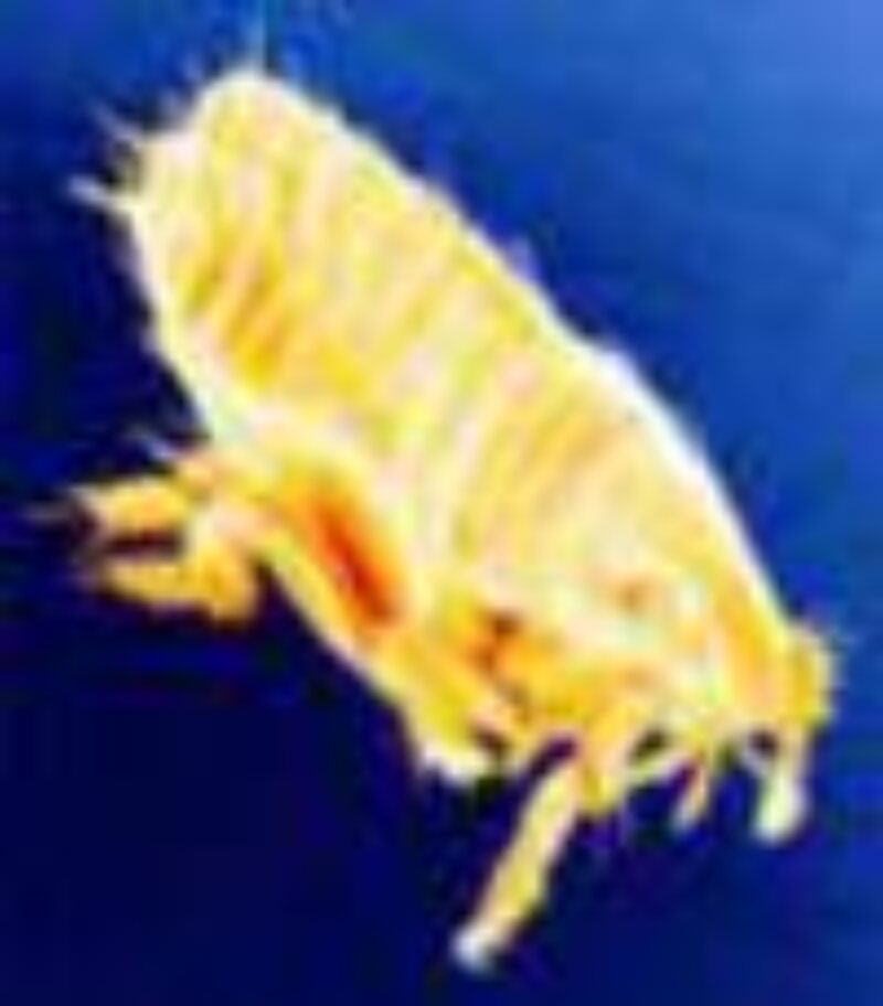 Csm Erwachsener Floh 28B98Fb4A8