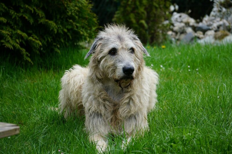 Irish wolfhound 1789938 1920