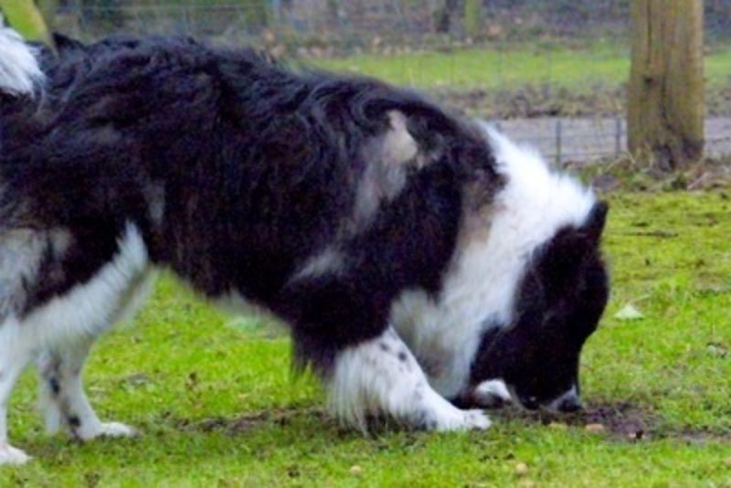 Mack1 Www Canis Kynos De 1