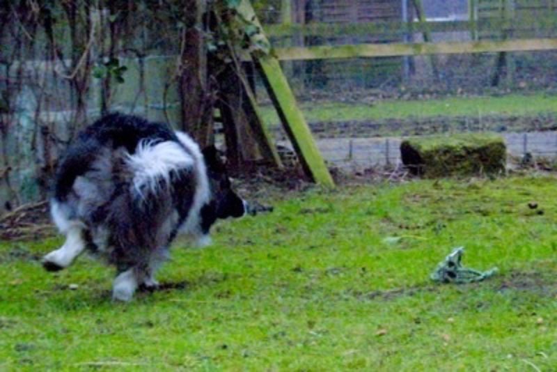 Mack2 Www Canis Kynos De 1