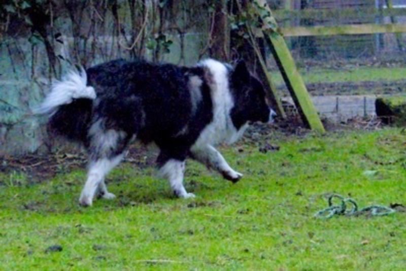 Mack3 Www Canis Kynos De 1