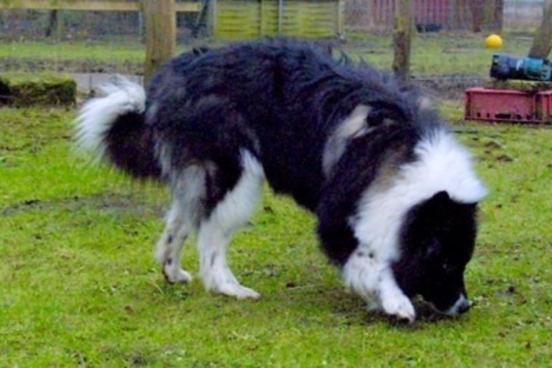 Mack4 Www Canis Kynos De 1