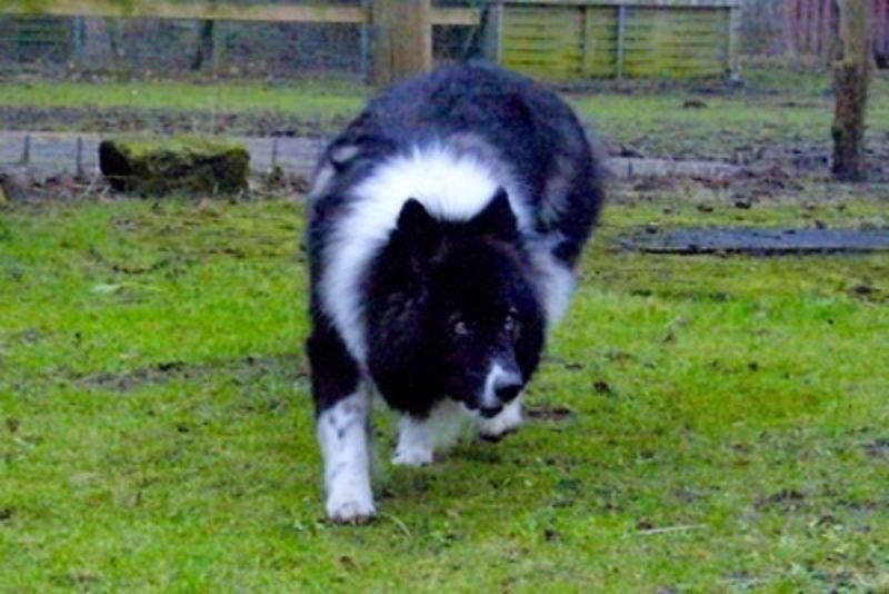 Mack5 Www Canis Kynos De 1