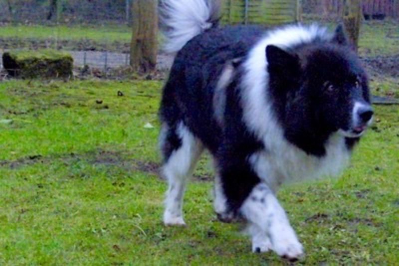 Mack6 Www Canis Kynos De