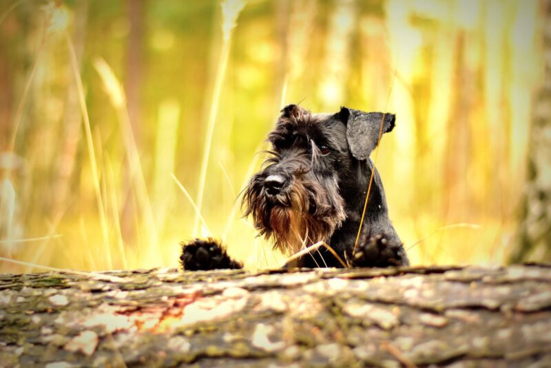 Miniature schnauzer 1923470 1920