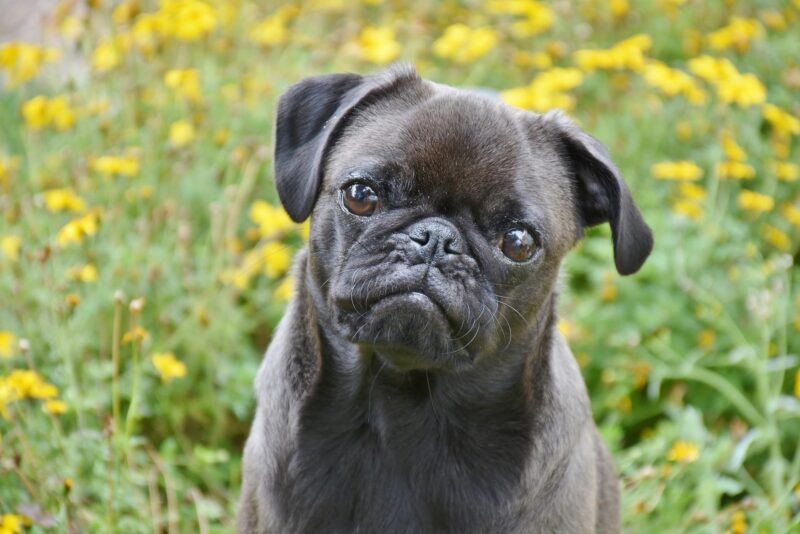 Pug 3654360 1920
