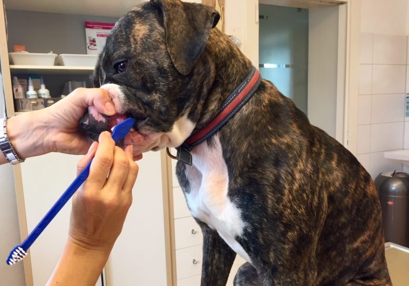 Putz2 Putzen Der Fangzahne