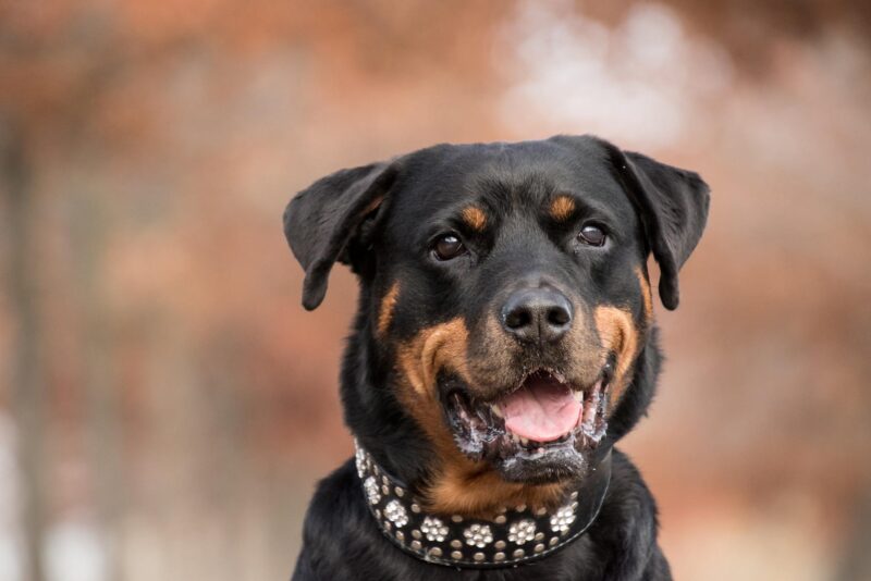 Rottweiler 5767830 1920