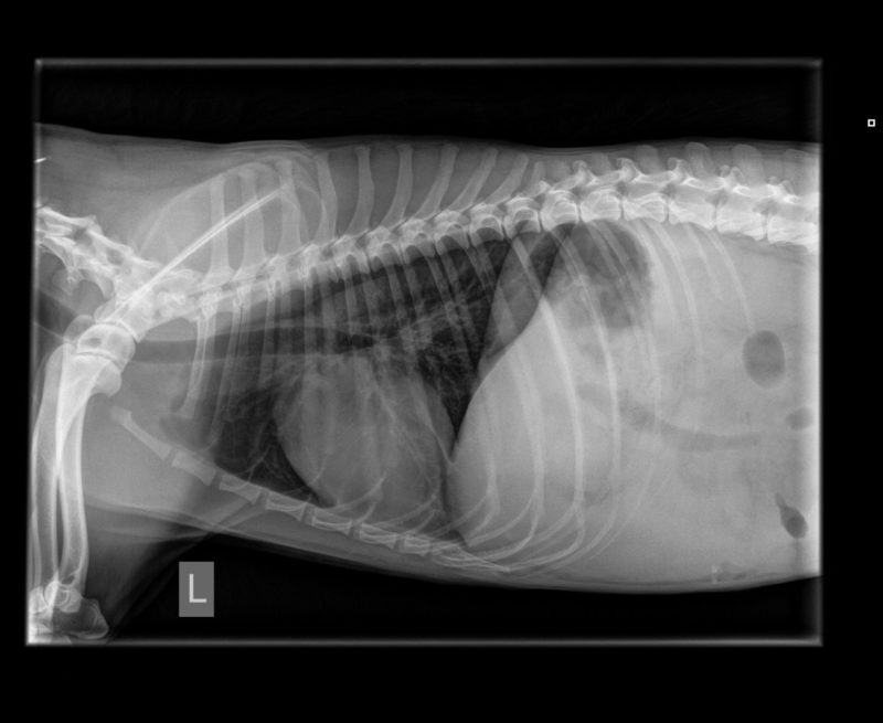 Scherm1 Thorax Lateral