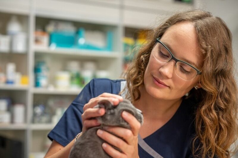 Tierarzt garmisch augenheilkunde untersuchung katze