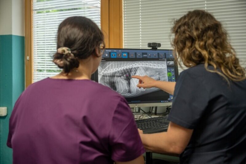 Tierarzt garmisch digitales roentgen