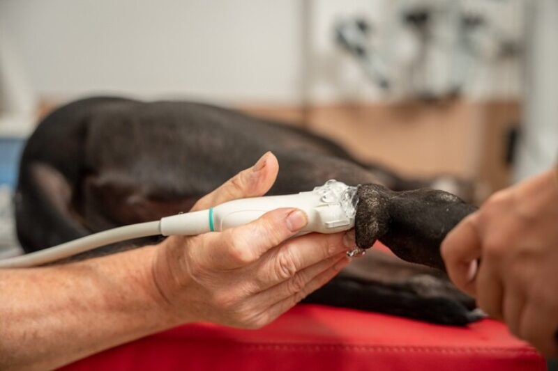 Tierarzt garmisch sonographie hund