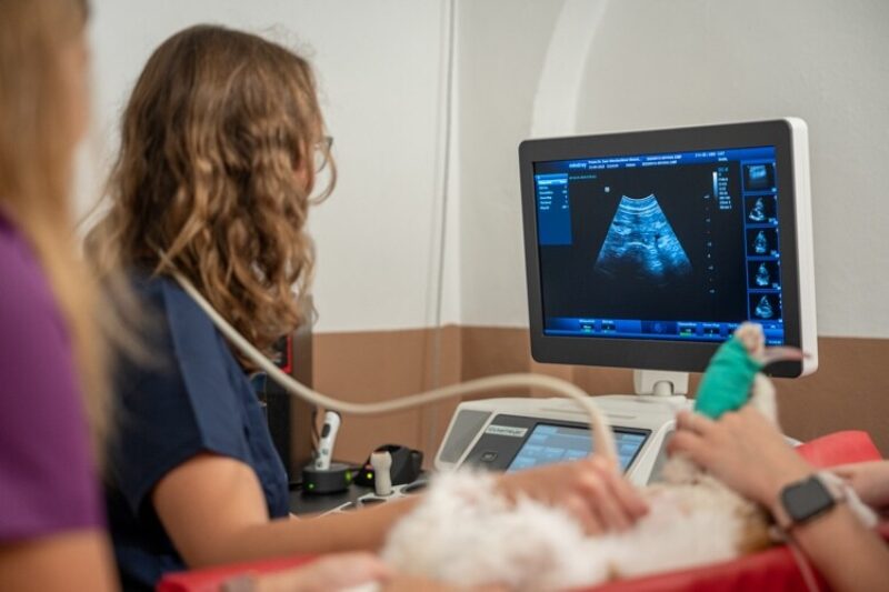 Tierarzt garmisch untraschall bauch katze