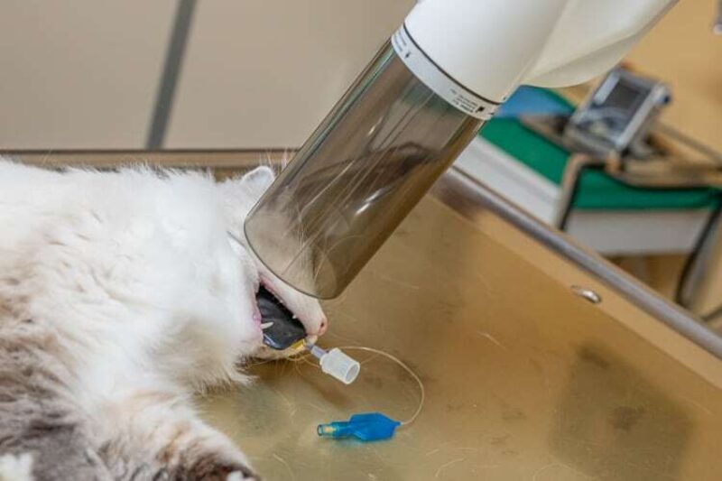 Tierarzt garmisch zahnheilkunde digitalroentgen