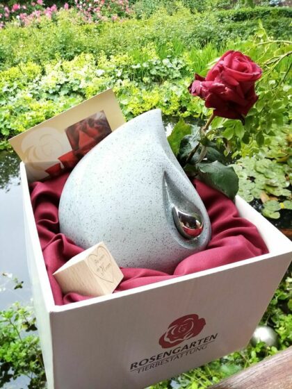 104146568 3242565735764525 7699831927218368211 o