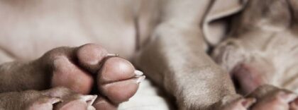 11047916 153781454966425 612101318037519993 n 1 1