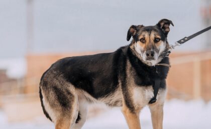 Bildschirmfoto 2020 11 09 um 15 22 48