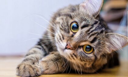 Bildschirmfoto 2020 11 09 um 16 18 28